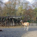 загоны с животными в зоопарке Парижа