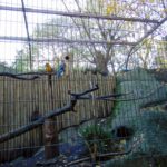 Парижский зоопарк попугаи