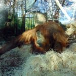 экзотические животные в Парижском зоопарке