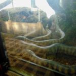 ядовитые змеи в парижском зоопарке
