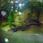 крокодилы в зоопарке при ботаническом саде Парижа