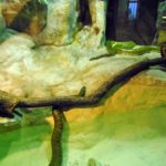 вивариум со змеями в Парижском зоопарке