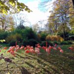 розовые фламинго в зоопарке Парижа