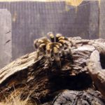 коллекция ядовитых пауков в зоопарке Парижа