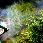 реальный водный сад в Живерни