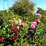 Усадьба и Сад Клода Моне в Живерни цветы