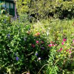 кустарники сад Клода Моне в Живерни