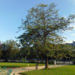 Париж Сад Тюильри дерево